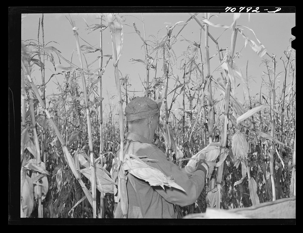[Untitled photo, possibly related to: Contestant in cornhusking contest. Ontario, Oregon] by Russell Lee