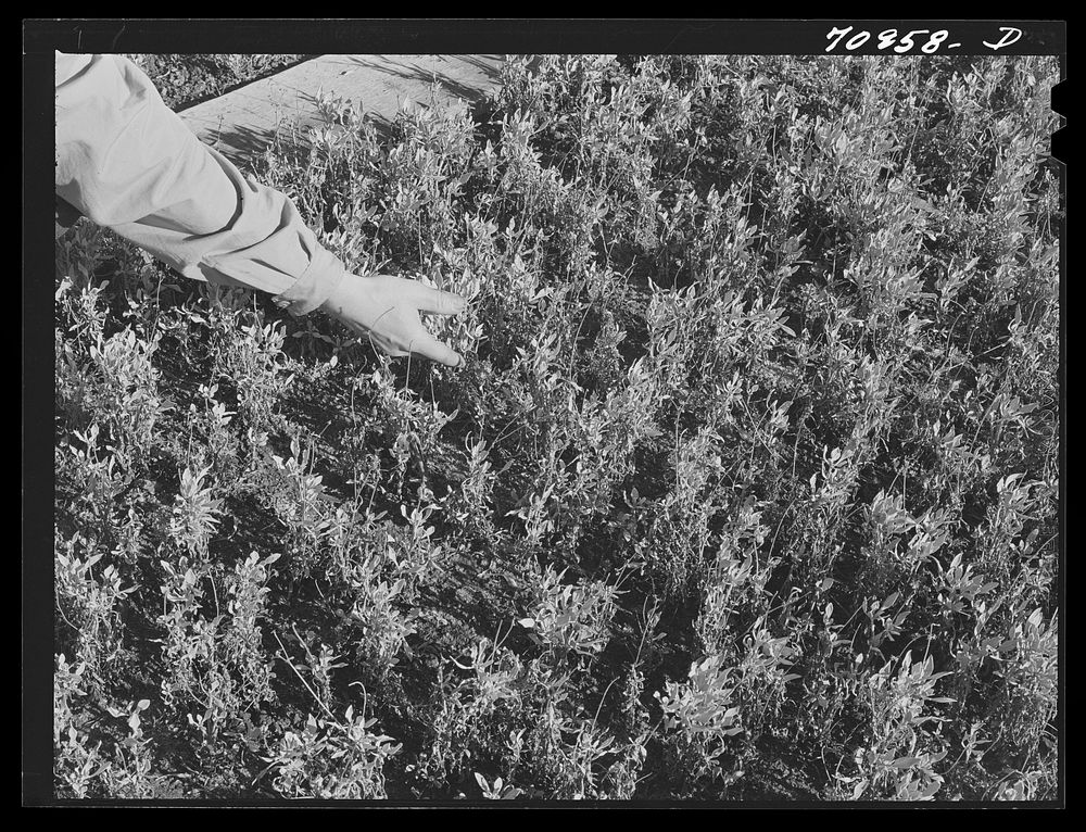 Salinas, California. Intercontinental Rubber Producers. Guayule seedlings in the nursery by Russell Lee