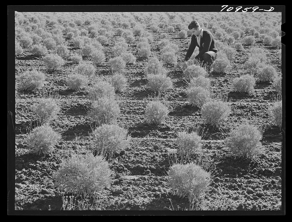 Salinas, California. Intercontinental Rubber Producers. Two-year-old guayule plants. At two years, the guayule contains…