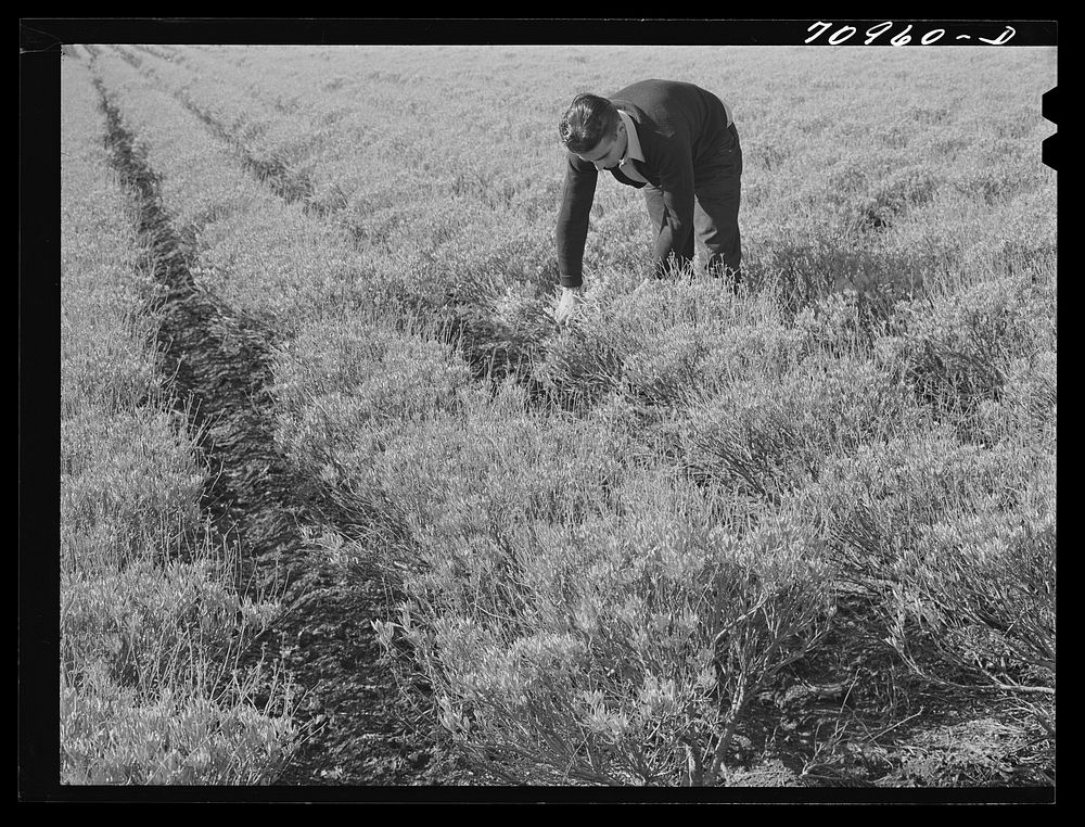 [Untitled photo, possibly related to: Salinas, California. Intercontinental Rubber Producers. Four-year-old guayule plants.…