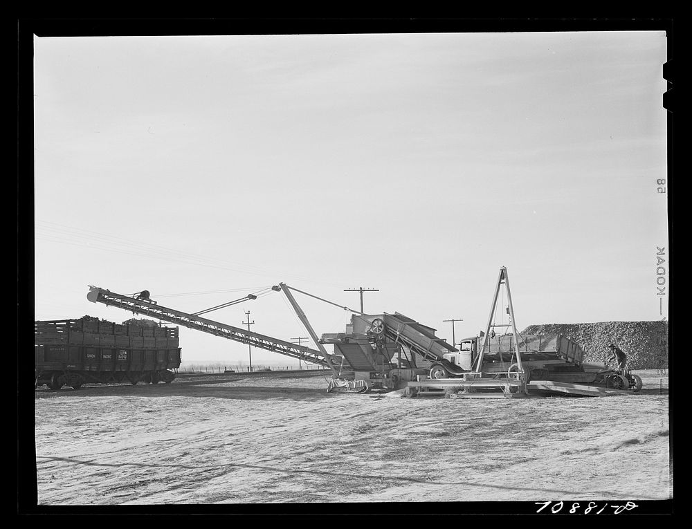 [Untitled photo, possibly related to: Sugar beet loader by railroad. Canyon County, Idaho] by Russell Lee