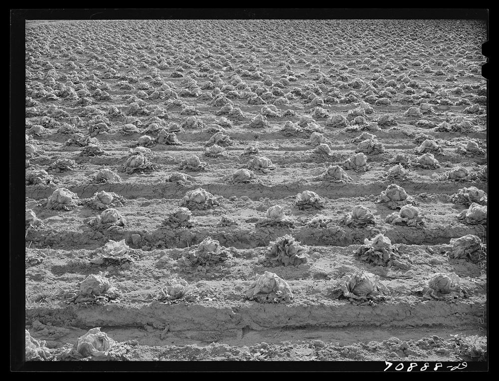 [Untitled photo, possibly related to: Lettuce rotting in the field. Canyon County, Idaho. When the price went low at the end…