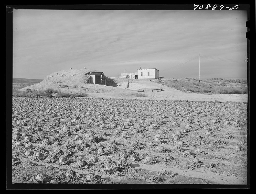 Farmstead, Black Canyon Project, Canyon County, Idaho. Cellar in the background. Lettuce rotting in the field by Russell Lee