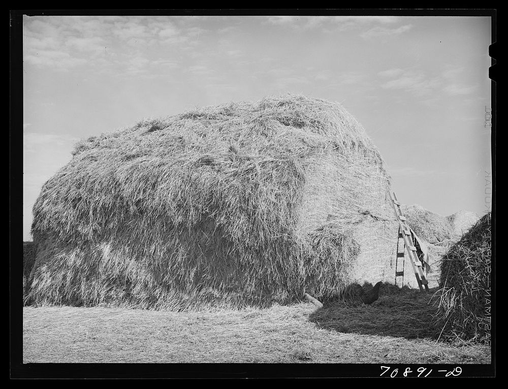 Hay for cattle feed on farm on Black Canyon Project. Canyon County, Idaho by Russell Lee
