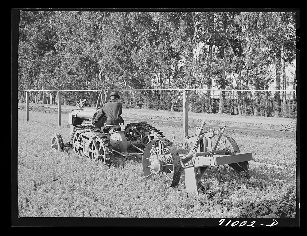 Salinas, California. Interncontinental rubber producers. Demonstration of digger used in guayule nursery. In actual…