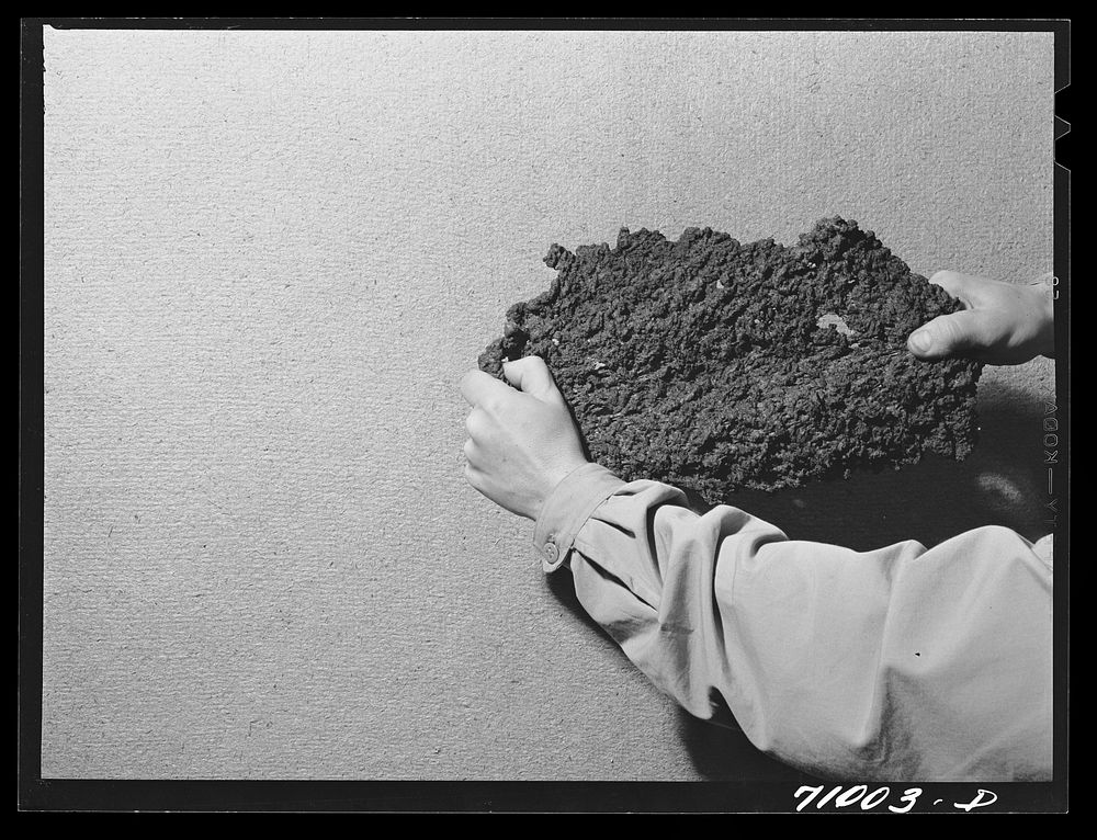 [Untitled photo, possibly related to: Salinas, California. Intercontinental Rubber Producers. Guayule rubber after it has…