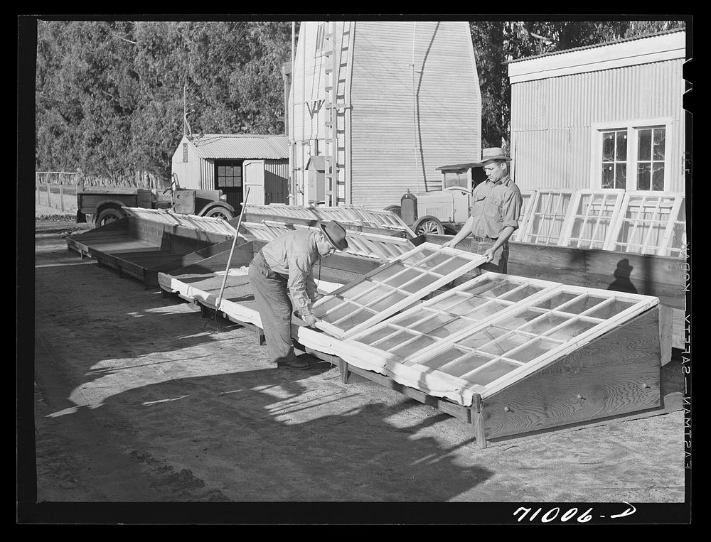 Salinas, California. Intercontinetal rubber producers. Putting glass frames over drying guayule seed at the nursery by…