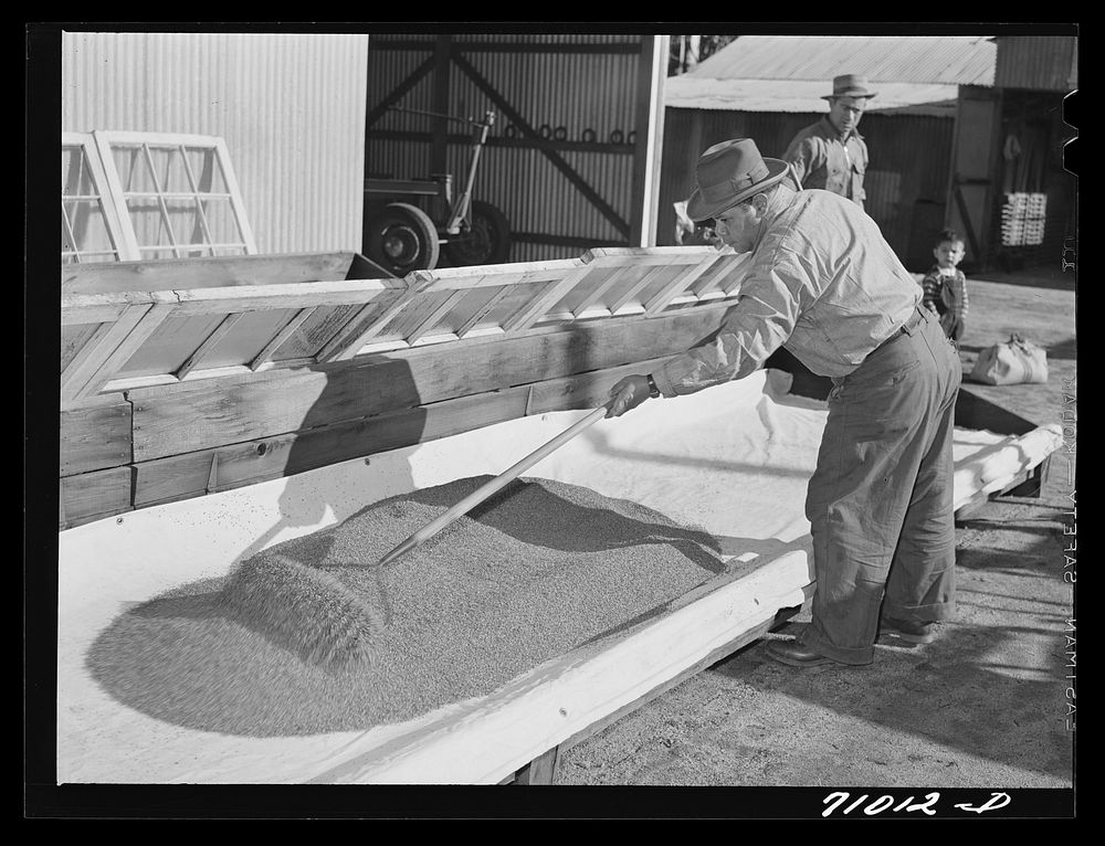 Salinas, California. Intercontinental Rubber Producers. Spreading guayule seed in flats for drying by Russell Lee