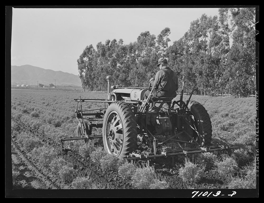 Salinas, California. Intercontinental Rubber Producers. Cultivating guayule shrubs by Russell Lee