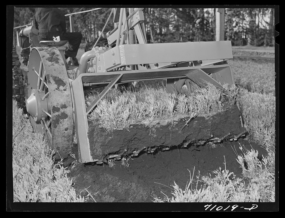 Salinas, California. Intercontinental Rubber Producers. Digger of seedlings in the guayule nursery by Russell Lee