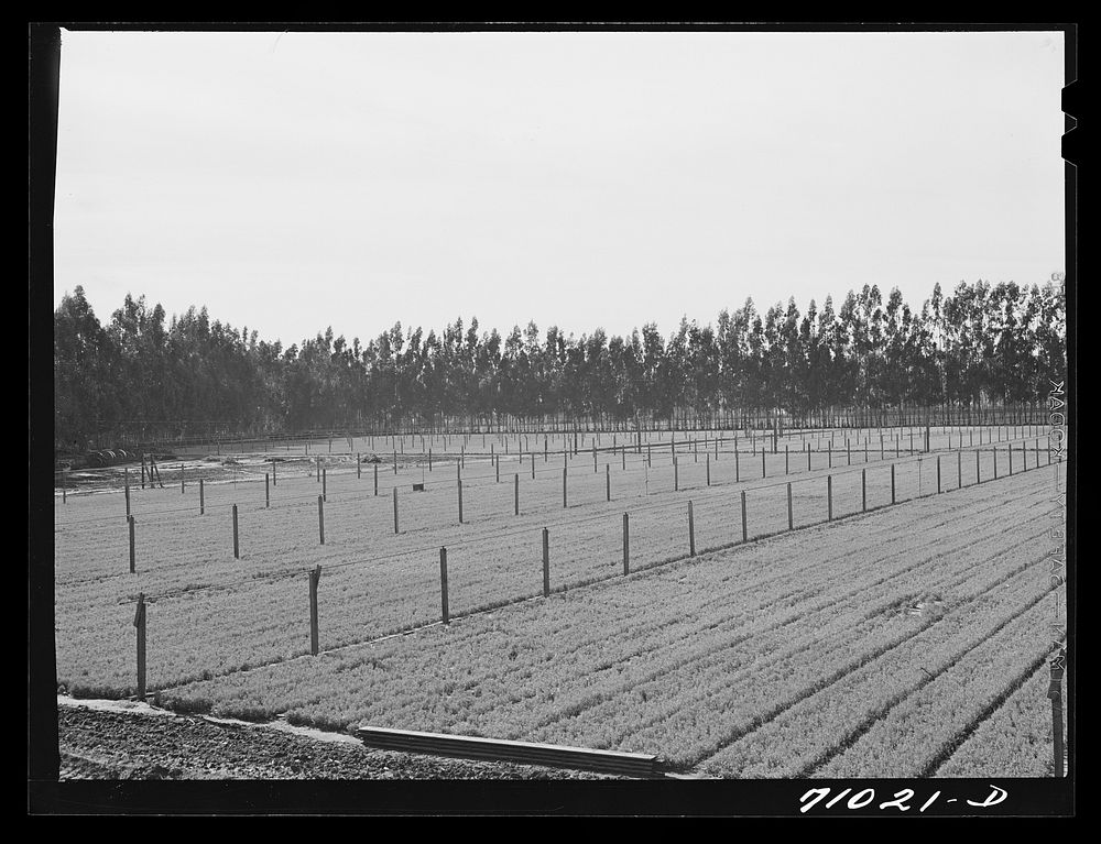 [Untitled photo, possibly related to: Salinas, California. Intercontinental Rubber Producers. Guayule seedlings in the…