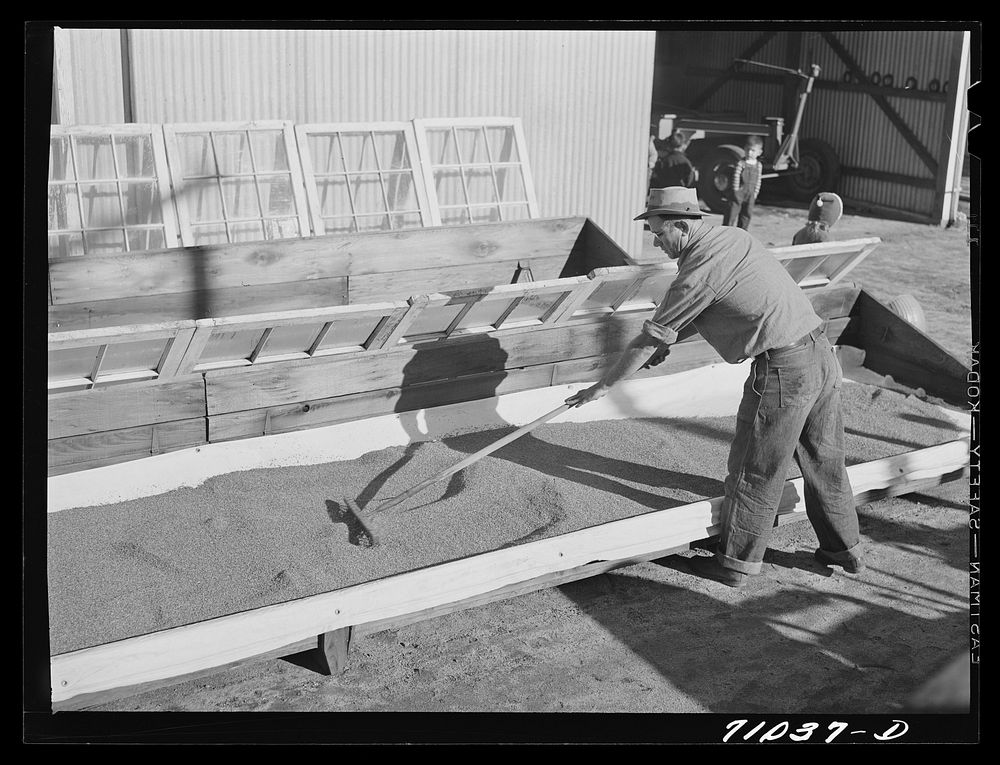 Salinas, California. Spreading guayule seed out for drying in the nursery of the Intercontinental Rubber Producers by…