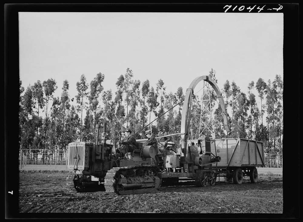 Salinas, California. Combined guayule harvester and chopper designed and built by Intercontinental Rubber Producers by…