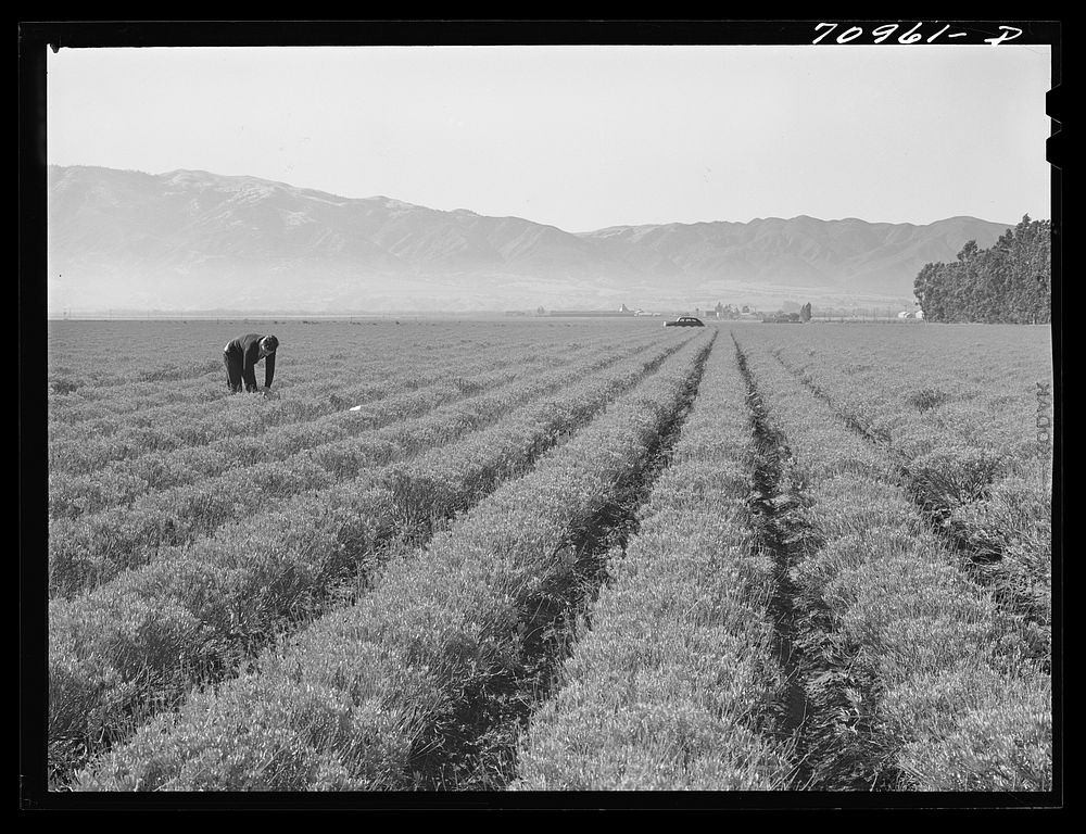Salinas, California. Intercontinental Rubber Producers. Four-year-old guayule plants. An acre of mature shrubs will yield…