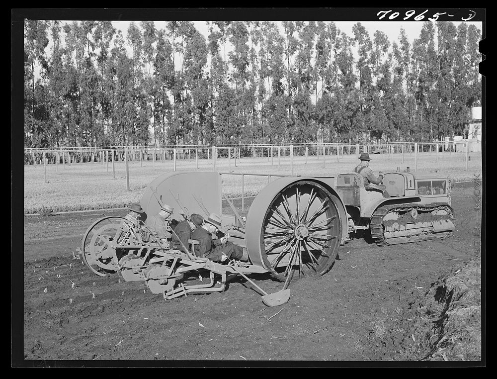 Salinas, California. Intercontinental Rubber Producers. Transplanting seedlings from the guayule nursery into the field in a…