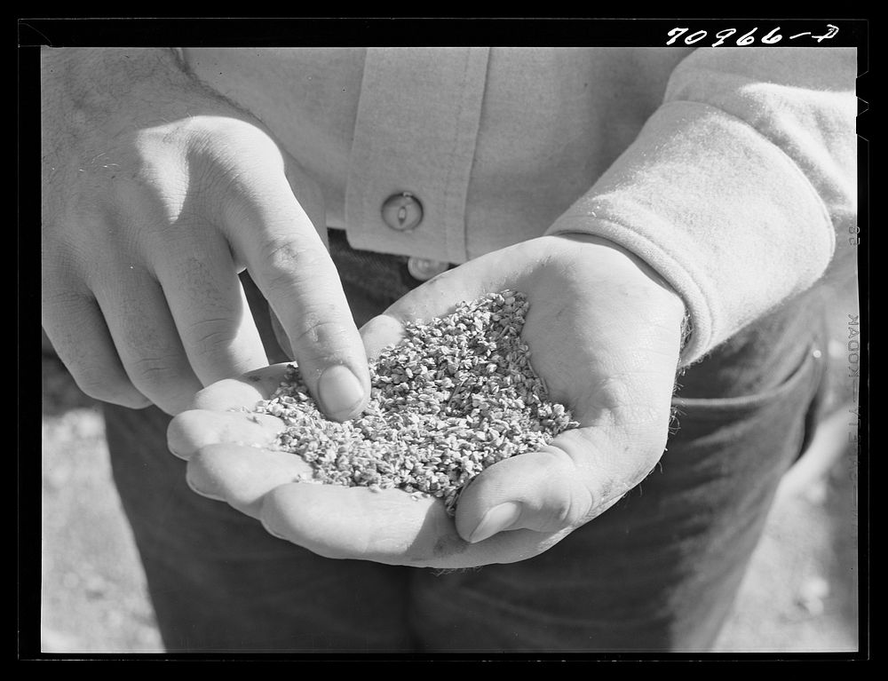 [Untitled photo, possibly related to: Salinas, California. Intercontinental Rubber Producers. Guayule "worms"] by Russell Lee