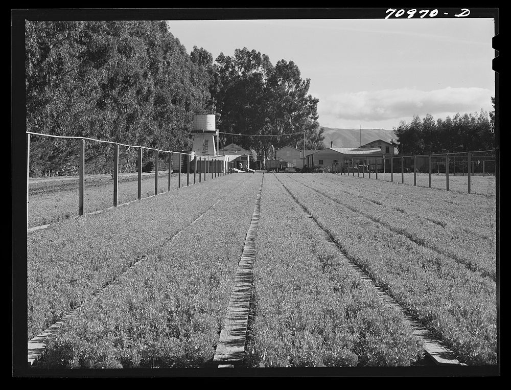 Salinas, California. Intercontinental Rubber Producers. Guayule nursery. Irrigation pipes are in elevated positions…