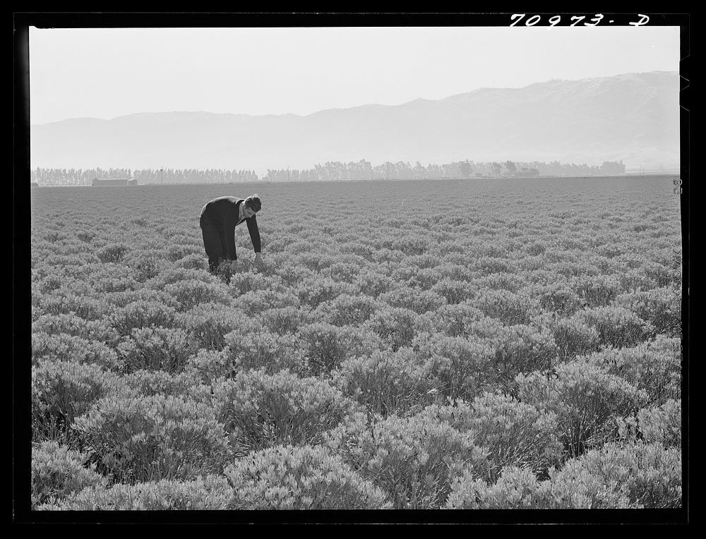 Salinas, California. Intercontinental Rubber Producers. Four-year-old guayule shrubs. Guayule requires from seven to fifteen…