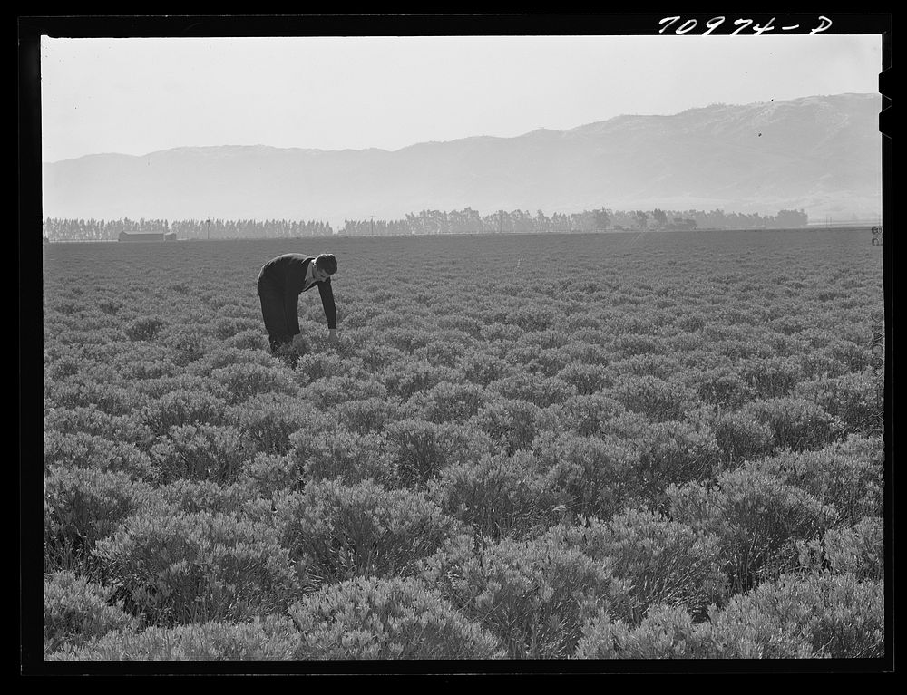 [Untitled photo, possibly related to: Salinas, California. Intercontinental Rubber Producers. Four-year-old guayule shrubs.…