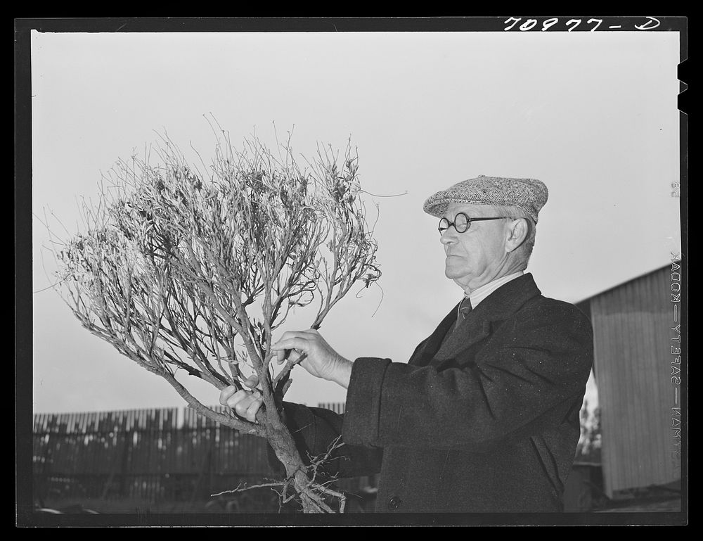 Salinas, California. Intercontinental Rubber Producers. Dr. William B. McCallum, manager who had been with the company since…