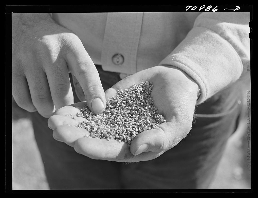 Salinas, California. Intercontinental Rubber Producers. Guayule "worms" by Russell Lee