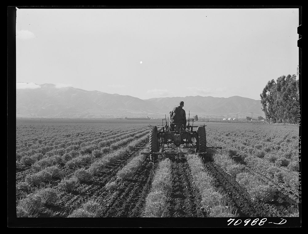 Salinas, California. Intercontinental Rubber Producers. Cultivating two-year-old guayule plants. This is the only place in…