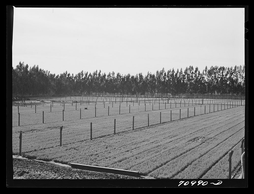 Salinas, California. Intercontinental Rubber Producers. Guayule seedlings in the nursery. Elevated irrigation pipes are…