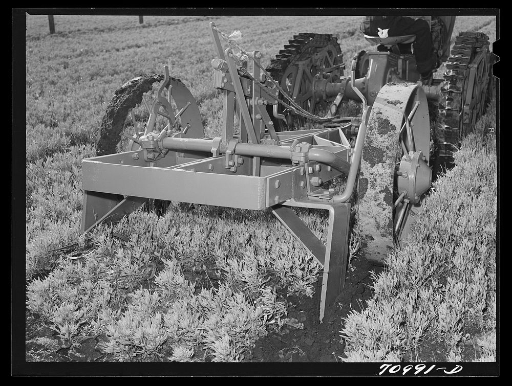 Salinas, California. Intercontinental Rubber Producers. Demonstration of digger used in guayule nursery. In actual…