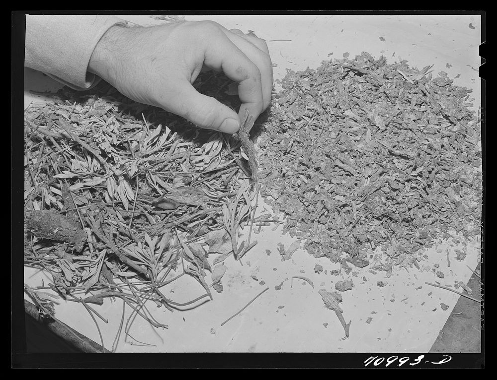 Salinas, California. Intercontinental Rubber Producers. Chopped and crushed guayule. The shrub is treated like this before…