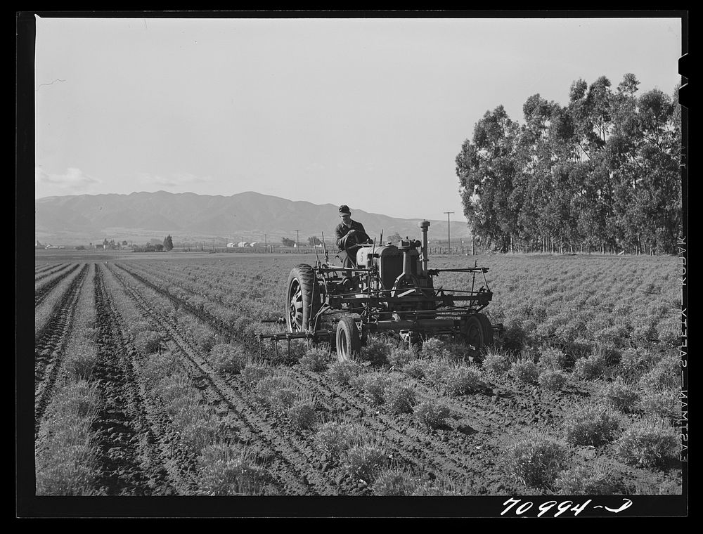 Salinas, California. Intercontinental Rubber Producers. Cultivating two-year-old guayule shrubs. For the first two years in…