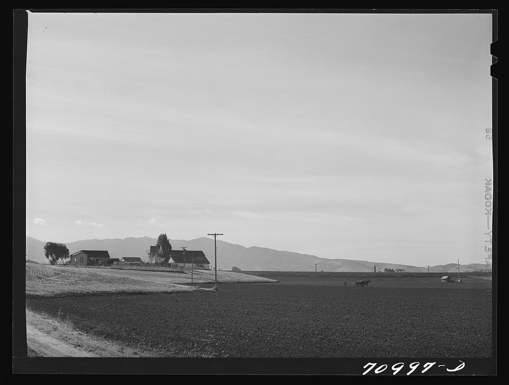 [Untitled photo, possibly related to: Monterey County, California. Harrowing a field in river valley land which will be…