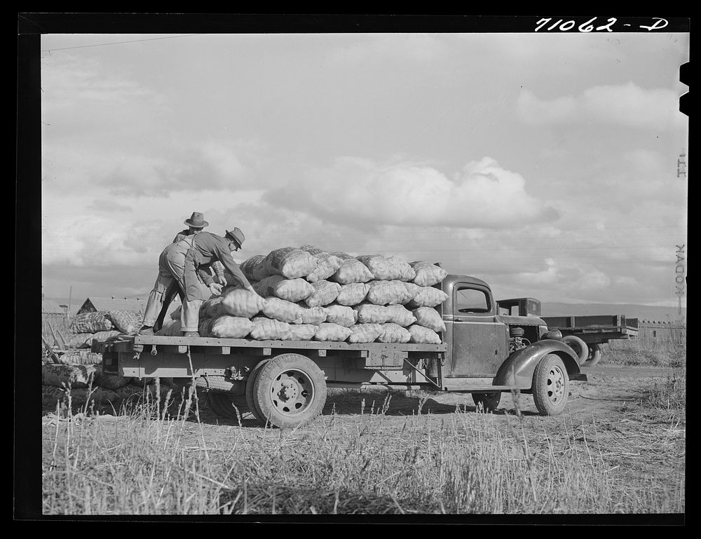 Sacked potatoes on truck for transportation to the railroad. Klamath County, Oregon by Russell Lee