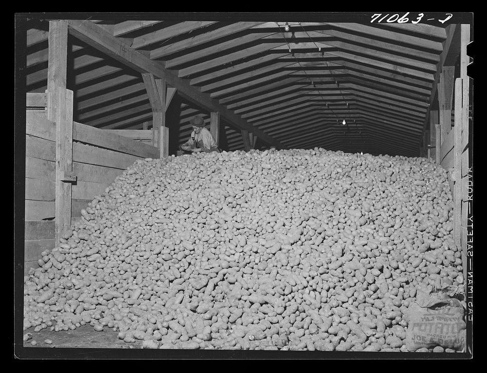 Potatoes in cellar, Klamath County, Oregon. More than 5000 carloads of potatoes are shipped from this county annually by…