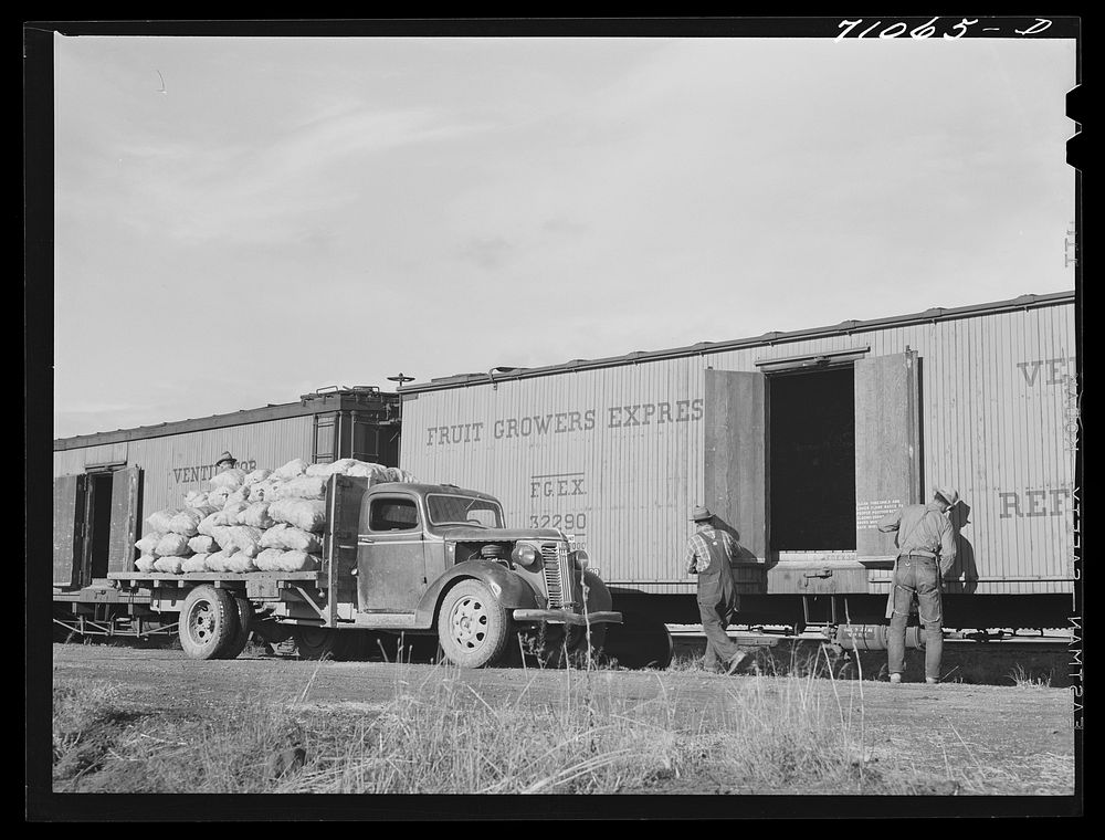 Loading potatoes into railroad car, Klamath County, Oregon. Value of potato crop in the county is more than four million…