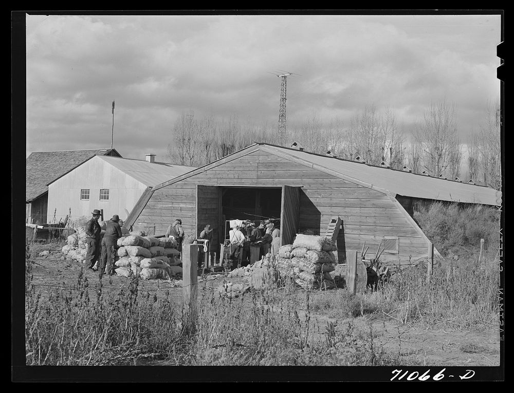 Klamath County, Oregon. Potato cellar with men sacking potatoes for shipment by Russell Lee