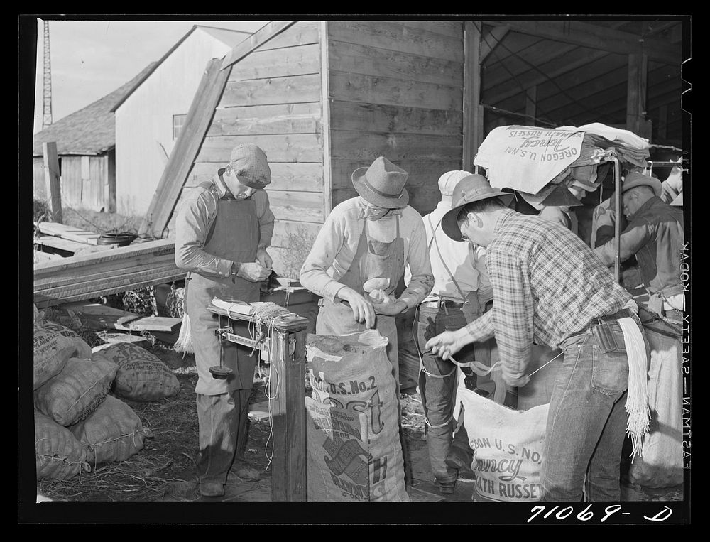 Weighing and sewing up sacks of potatoes. Klamath County, Oregon by Russell Lee