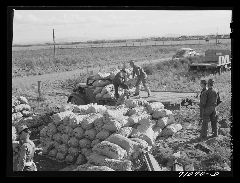 Loading sacked potatoes onto truck for transportation to railroad cars. Klamath County, Oregon by Russell Lee