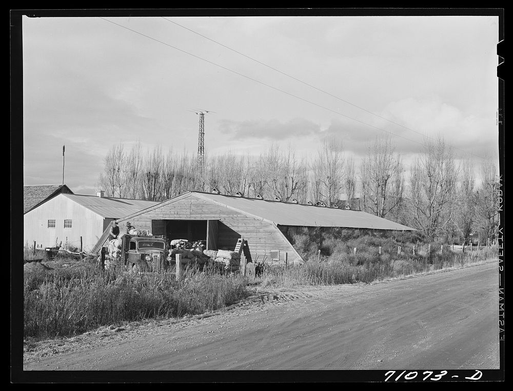 [Untitled photo, possibly related to: Klamath County, Oregon. Potato cellar with men sacking potatoes for shipment] by…