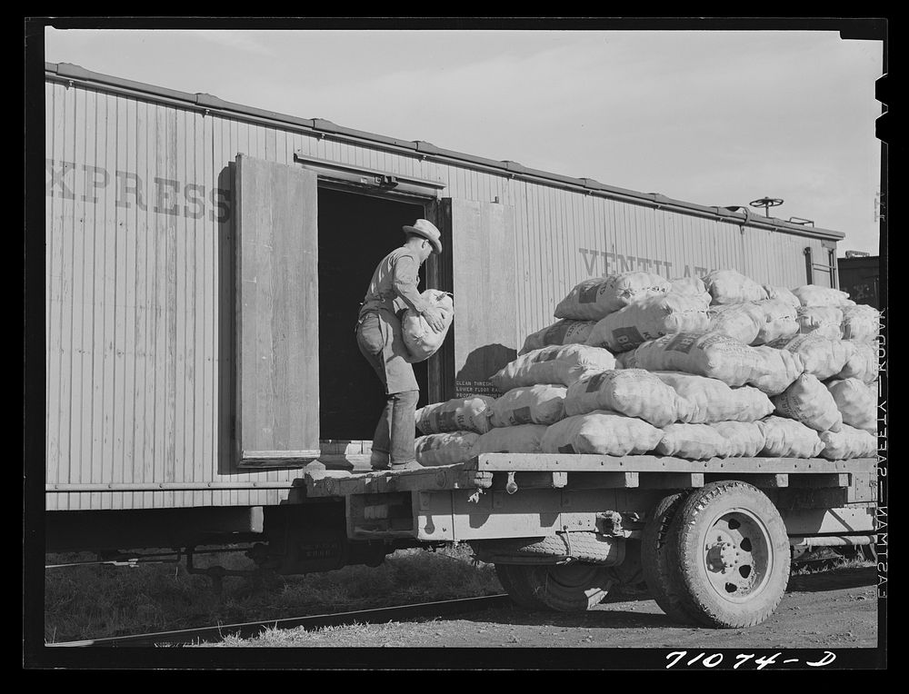 Loading sacked potatoes into railroad car. Klamath County, Oregon by Russell Lee