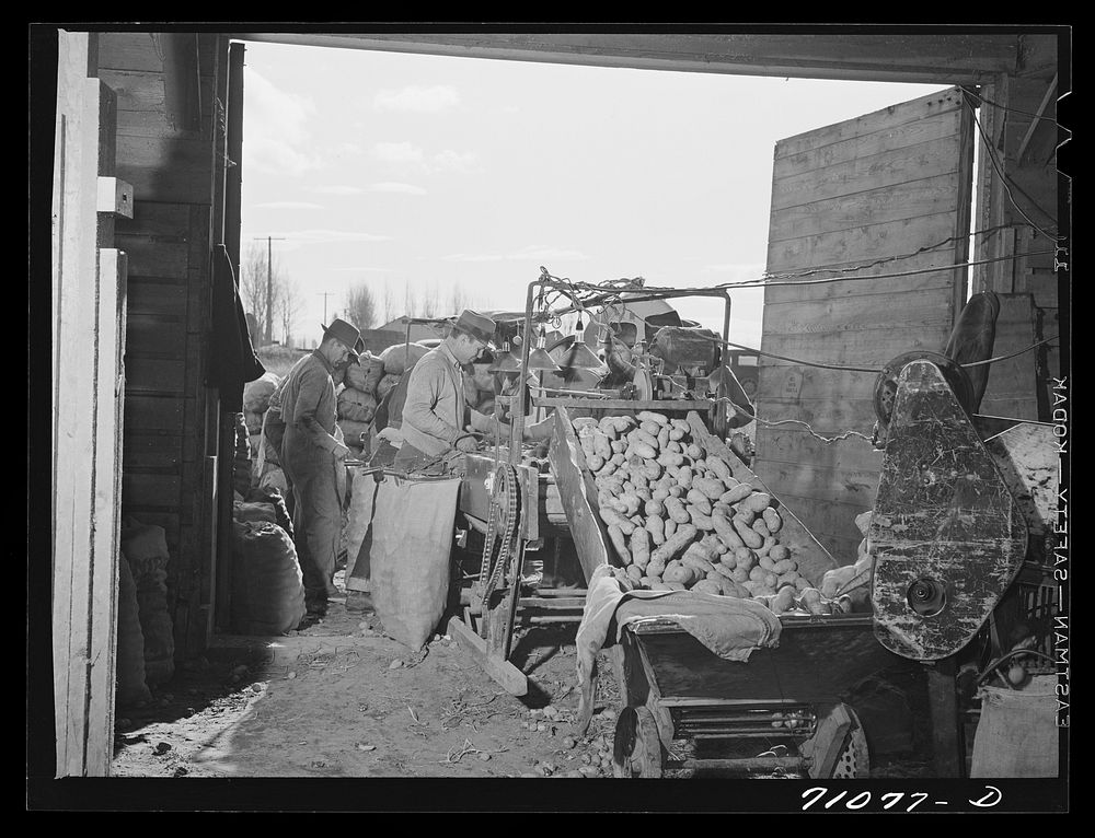 Potatoes coming through cleaning apparatus at the cellar where they are being sacked. Klamath County, Oregon by Russell Lee