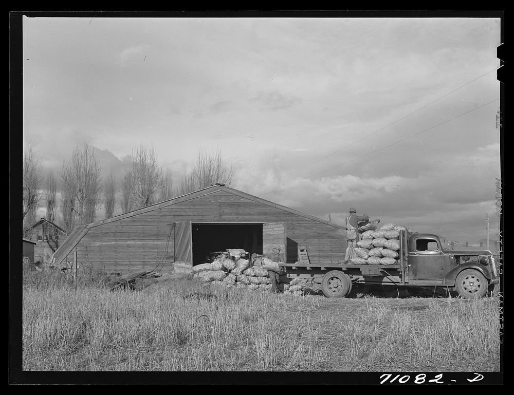 Potato cellar with sacked potatoes which will be shipped out by rail. Klamath County, Oregon by Russell Lee