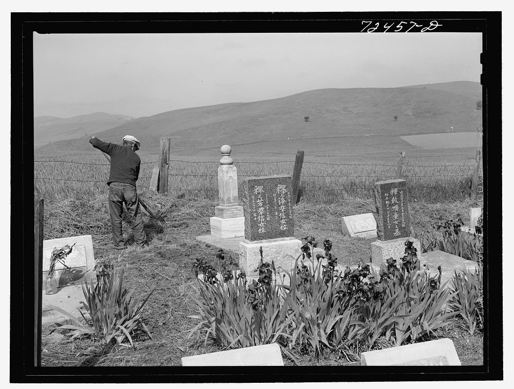 San Juan Bautista, California. Japanese-Americans clean their cemetery before they are evacuated by Russell Lee