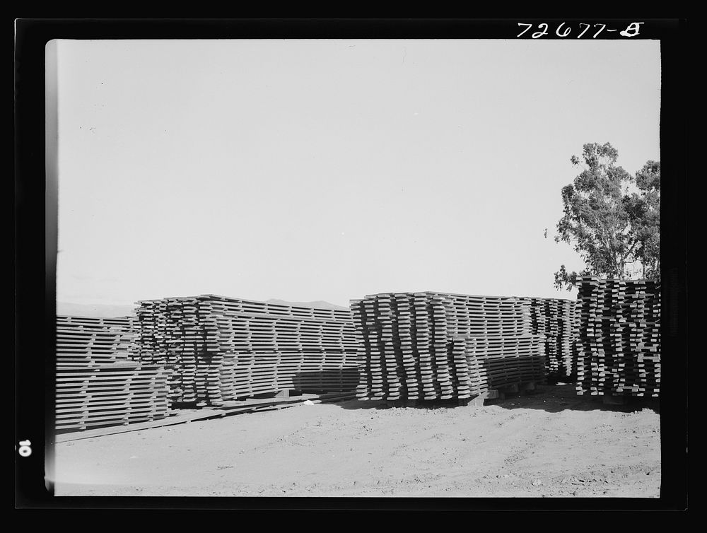 Salinas, California. Stacks of duckboards for the guayule nursery by Russell Lee