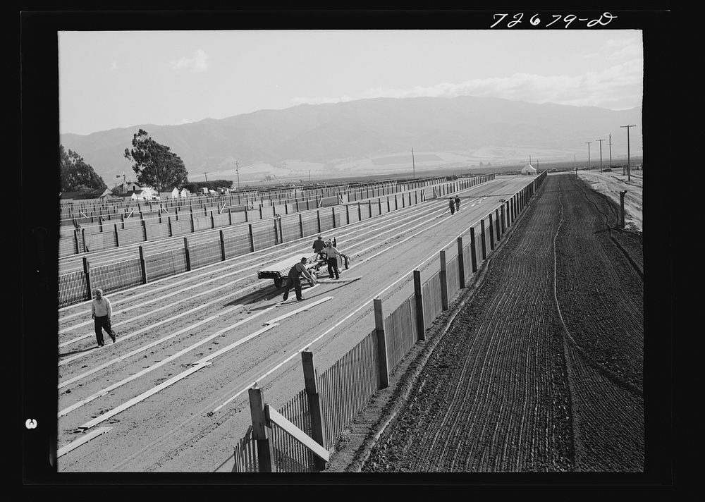 [Untitled photo, possibly related to: Salinas, California. Workmen put down duckboard in guayule nursery] by Russell Lee