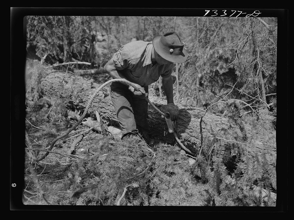 Grant County, Oregon. Malheur National Forest. Lumberjack hitching a cable to log so that caterpillar tractor can snake it…