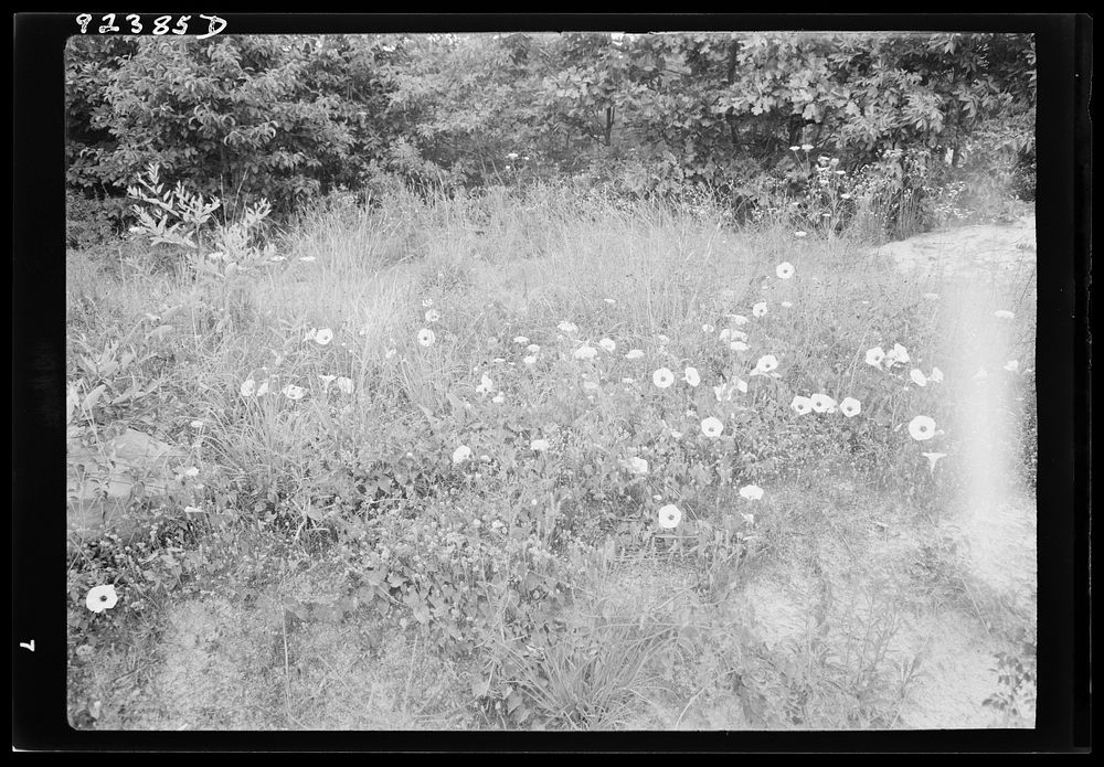 [Untitled photo, possibly related to: Along county road, Person County, North Carolina. Close-up on roadside showing natural…