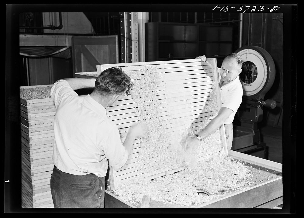 Emptying dehydrated cabbage into hopper. Western regional agricultural research laboratory. Albany, California by Russell Lee