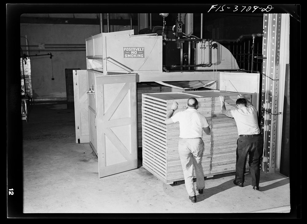Pushing trays of cabbage into cabinet dryer for dehydration. Regional agricultural research laboratory, Albany, California…
