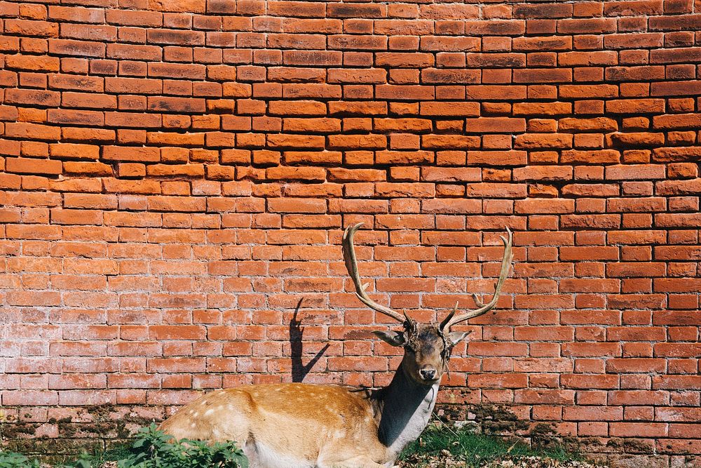 Cute deer sitting by the brick wall. 