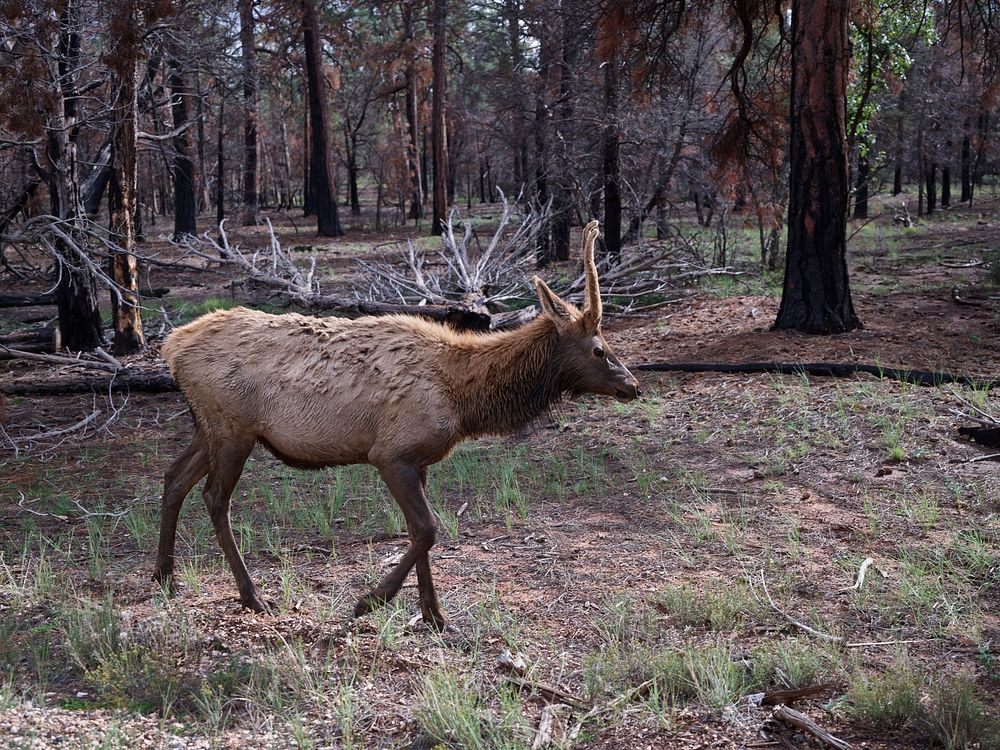 Elk meander freely in the Northern Arizona woods near Monument Valley Navajo Tribal Park. Original image from Carol M.…